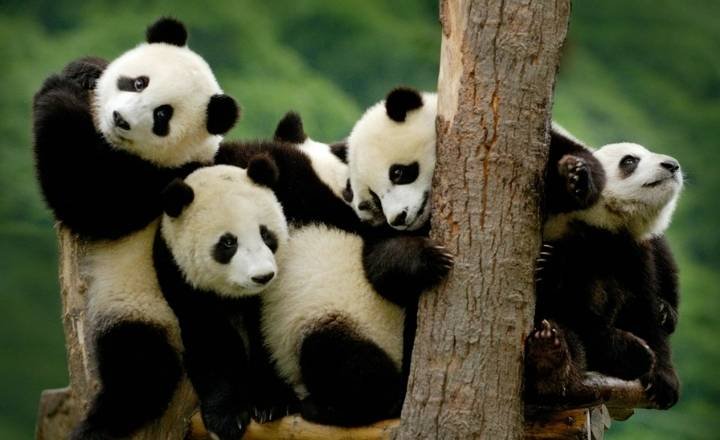 Cute Panda Names