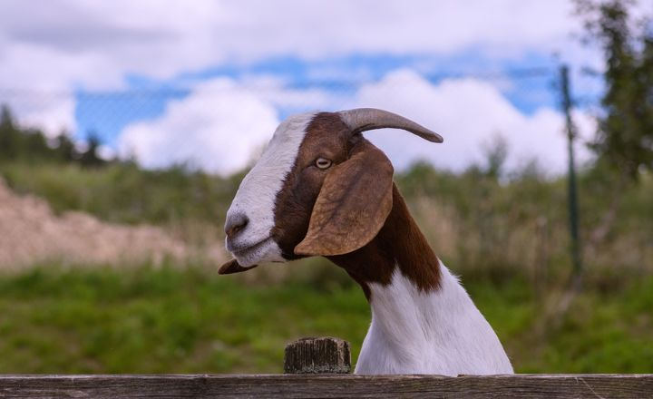 Cool Goat Names 