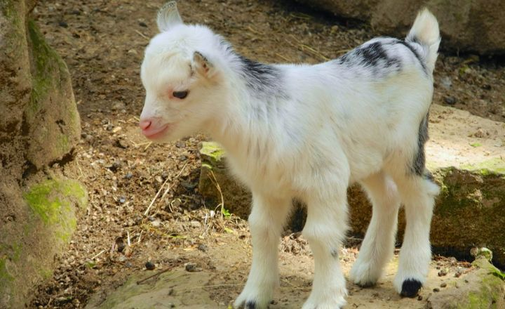 Baby Goat Names 